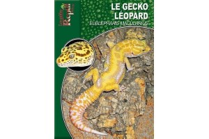 Le Gecko léopard - Eublepharis macularius Guide Reptilmag